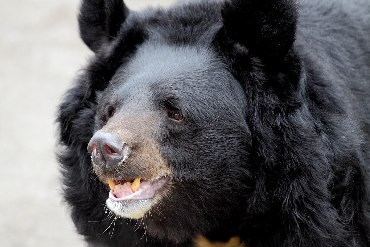 Bear