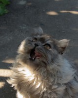 , - 